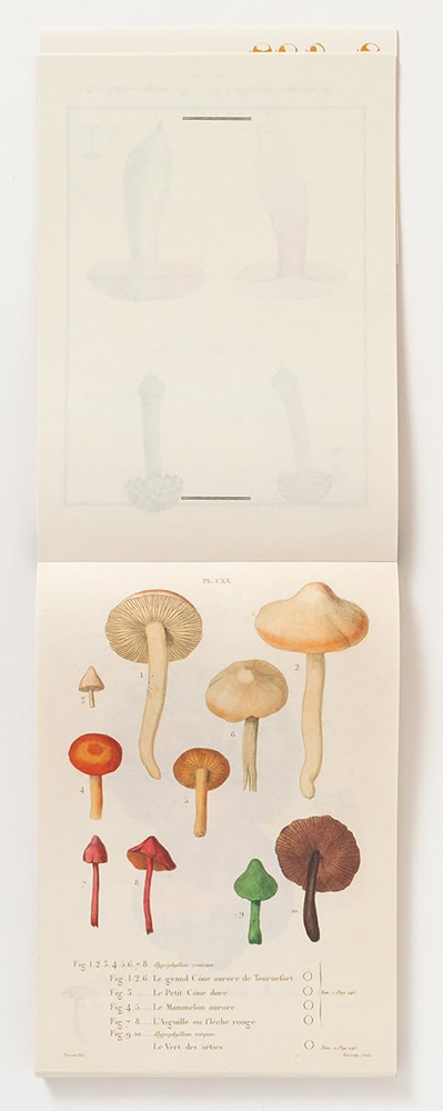 Double page spread of Illustration of various mushrooms on a beige background