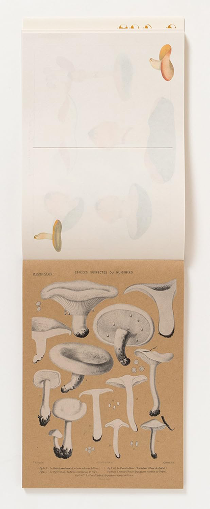 Illustration of mushrooms on a kraft colored background