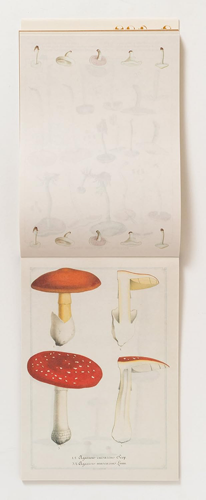 Double page spread of Illustration of various mushrooms on a beige background