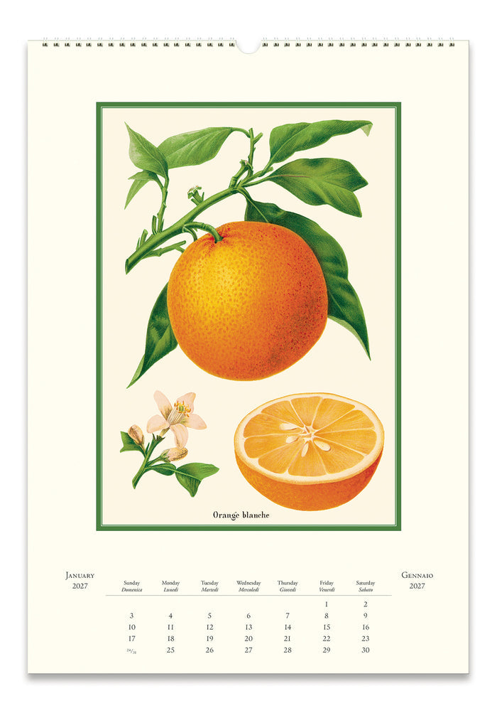 Example page featuring an orange botanical illustration with green leaves, a whole orange, a halved orange, and small white flowers on an off-white background.