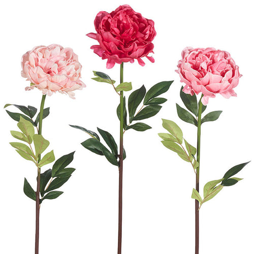 25" Assorted Color Peony Stem