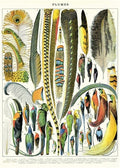 ARCHIVED- Cavallini & Co. Plumes Decorative Paper