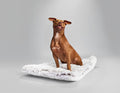 Arctic Shag Cozy Dog Mat, Ultra-Soft, Washable