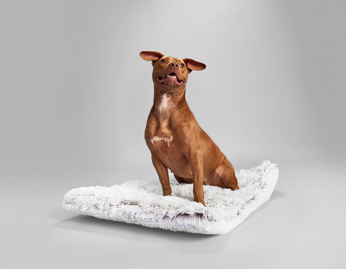 Arctic Shag Cozy Dog Mat, Ultra-Soft, Washable