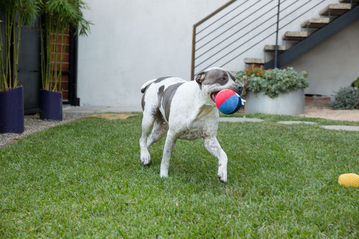 Beach Ball Plush Dog Squeak Toy
