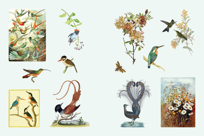 example page showing collection of vintage-style illustrations of birds and flowers on a light blue background