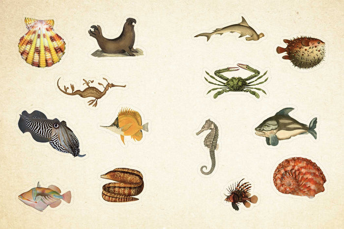 Sample page- Illustrations of various sea creatures on a beige background