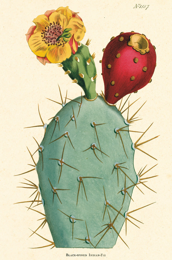 Cacti  & Succulents Vintage Postcards are new for 2018.
