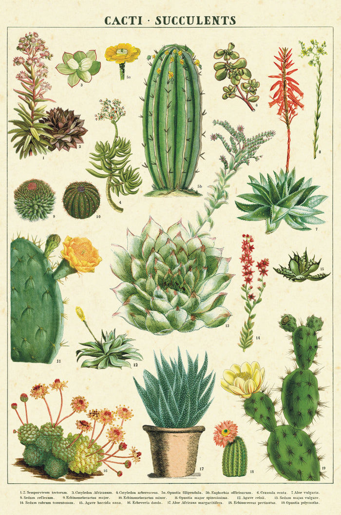 Postcards are perfect for correspondence or as a decorative embellishment to a package.