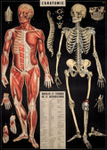 Cavallini & Co. Anatomy Decorative Paper