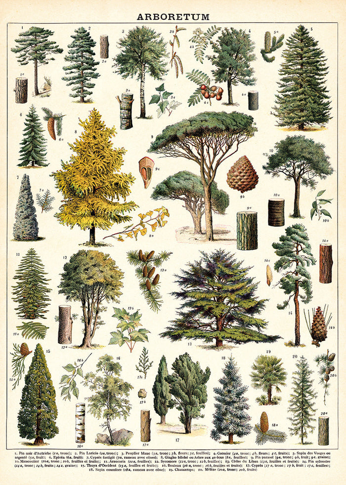 Vintage tree images adorn the new Cavallini Arboretum wrap. Each image is identified by its scientific name at the bottom of the chart.