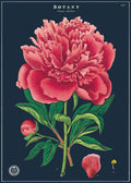 New for 2020- Botany study decorative wrap.  This beautiful vintage image of a peony just begs to be framed and hung on a wall!