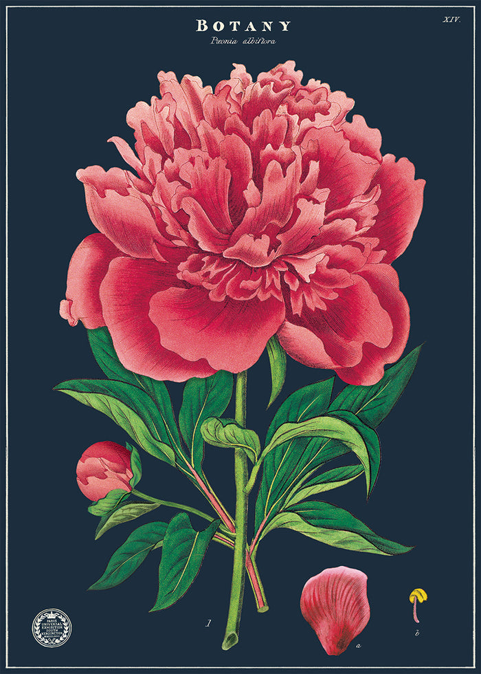 New for 2020- Botany study decorative wrap.  This beautiful vintage image of a peony just begs to be framed and hung on a wall!
