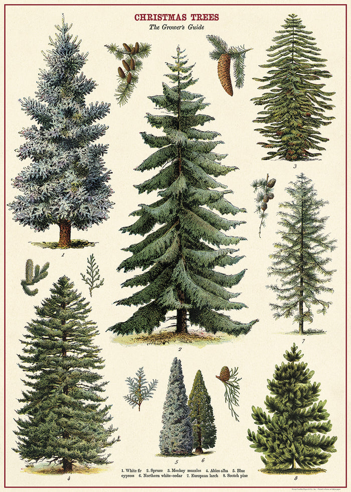 Cavallini & Co. Christmas Trees Decorative Wrap