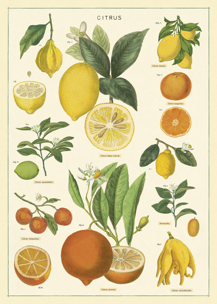 Lemons, limes, oranges, and tangerines are among the citrus fruits featured on Cavallini's Citrus Chart Decorative Wrap.
