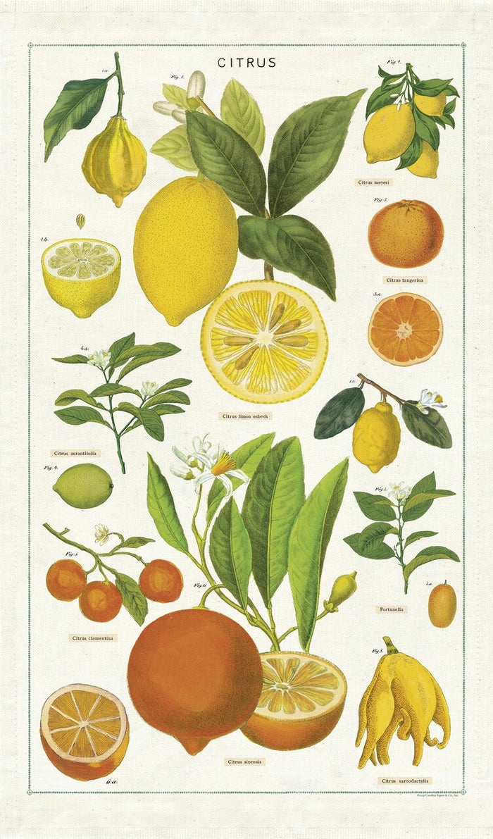 Lemons, limes, oranges, and tangerines are among the citrus fruits featured on Cavallini's Citrus Tea Towel. You don't have to be a  gardener to appreciate the beauty in these vintage botanical images.