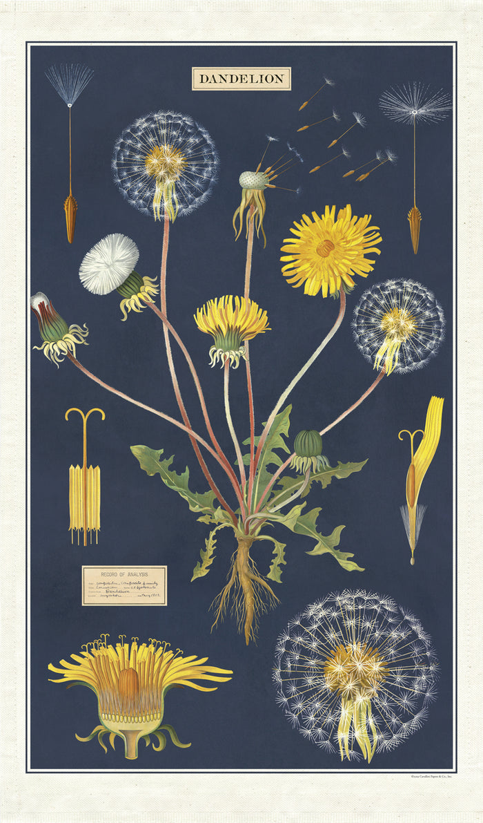 Cavallini & Co. Dandelion Cotton Tea Towel features reproductions of vintage scientific images of the dandelion in various stages of growth and bloom.