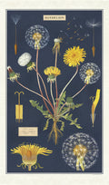 Cavallini & Co. Dandelion Cotton Tea Towel features reproductions of vintage scientific images of the dandelion in various stages of growth and bloom.