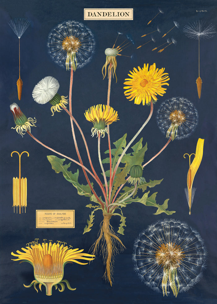 Cavallini Dandelion Decorative Wrap- new for 2017.  This wrap features beautiful vintage botanical imagery of dandelions in different stage of growth and bloom.