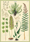 We love ALL of Cavallini's Decorative Wrap, and are especially drawn to anything floral.  Their Fern Decorative Wrap sure fits the description.