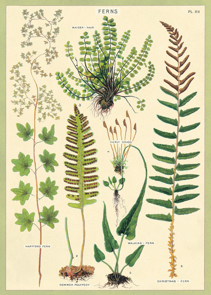 We love ALL of Cavallini's Decorative Wrap, and are especially drawn to anything floral.  Their Fern Decorative Wrap sure fits the description.