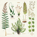 Cavallini & Co. Ferns Cotton Napkins- Set of 4