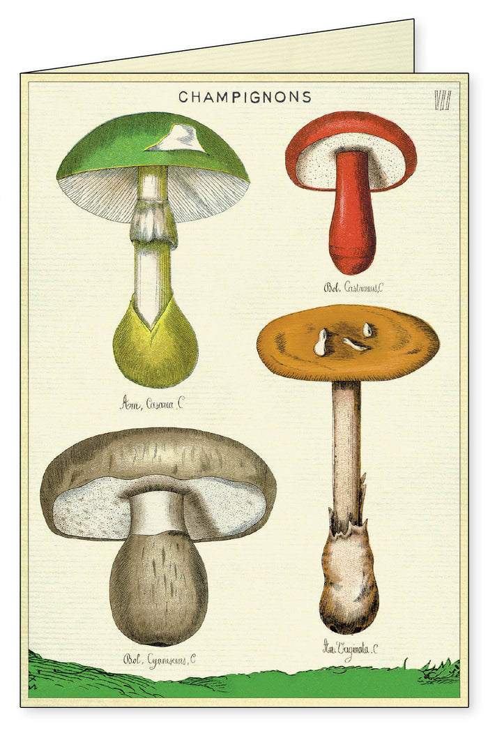 Notecard set features 4 different card designs.