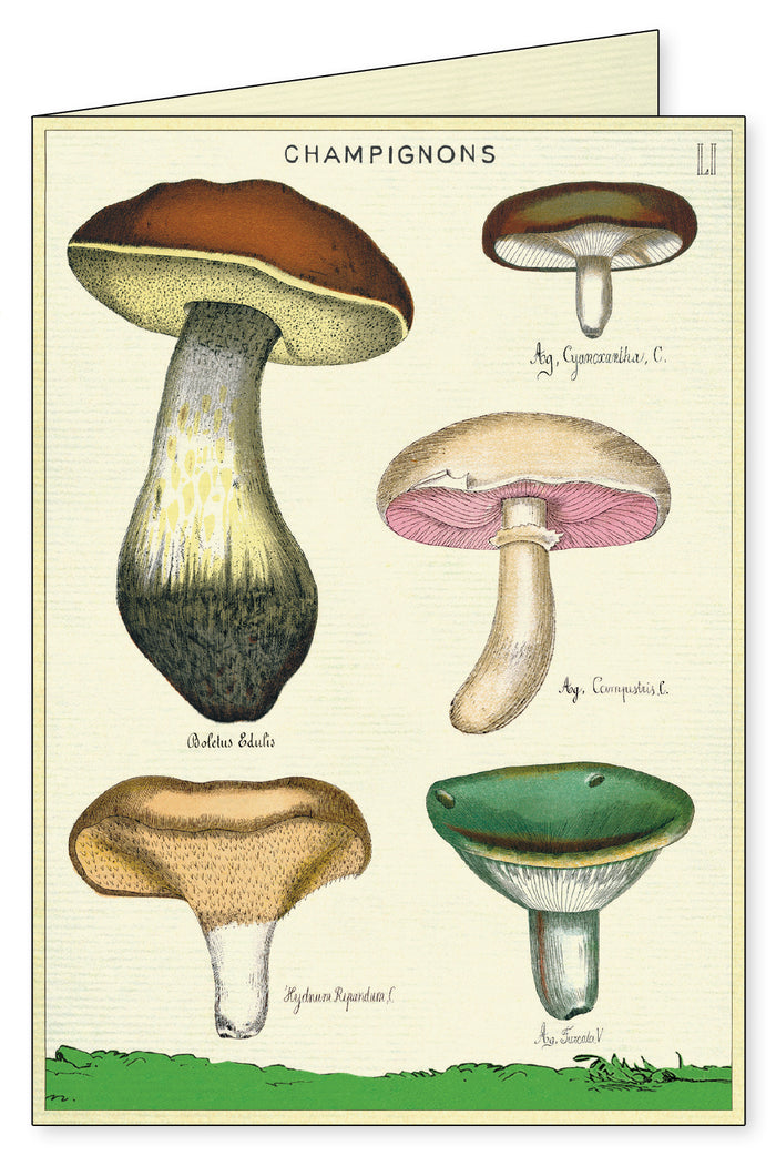 Cavallini & Co's. Foraging Notecards feature mostly mushrooms, but a few other edible plants of note, on a lush and verdant forest floor.