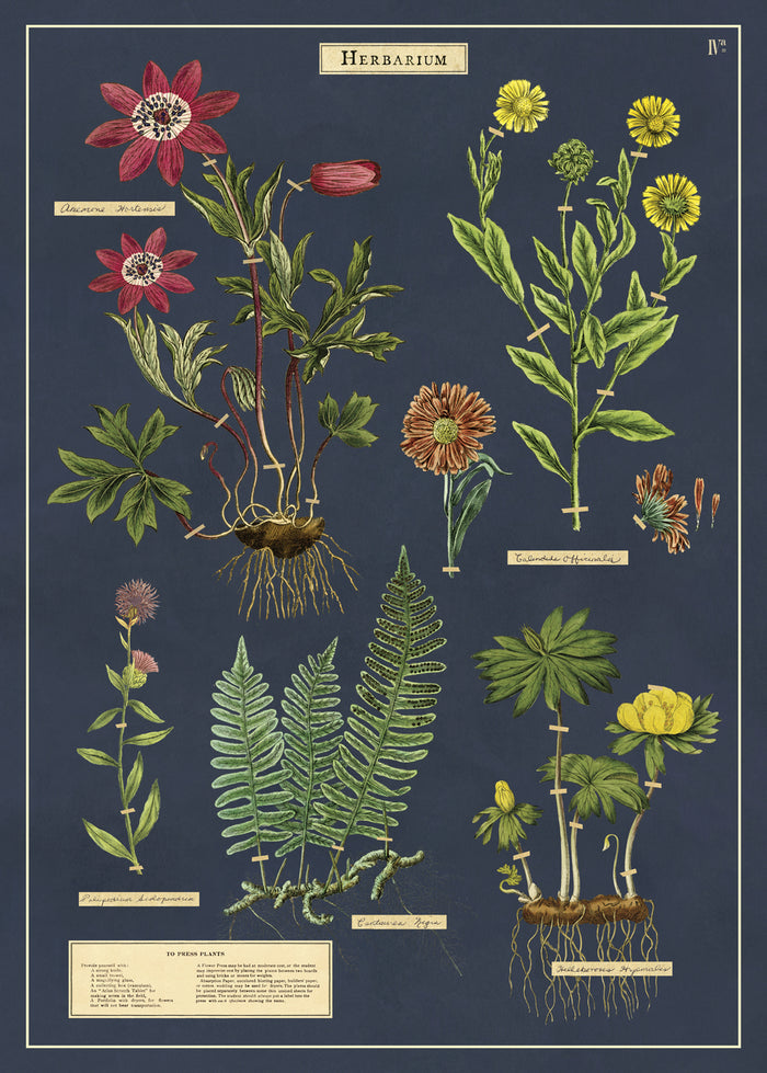 Herbarium is reminiscent of a vintage botanical chart. This wrap has images of specimens that have been "collected" and "taped in place".