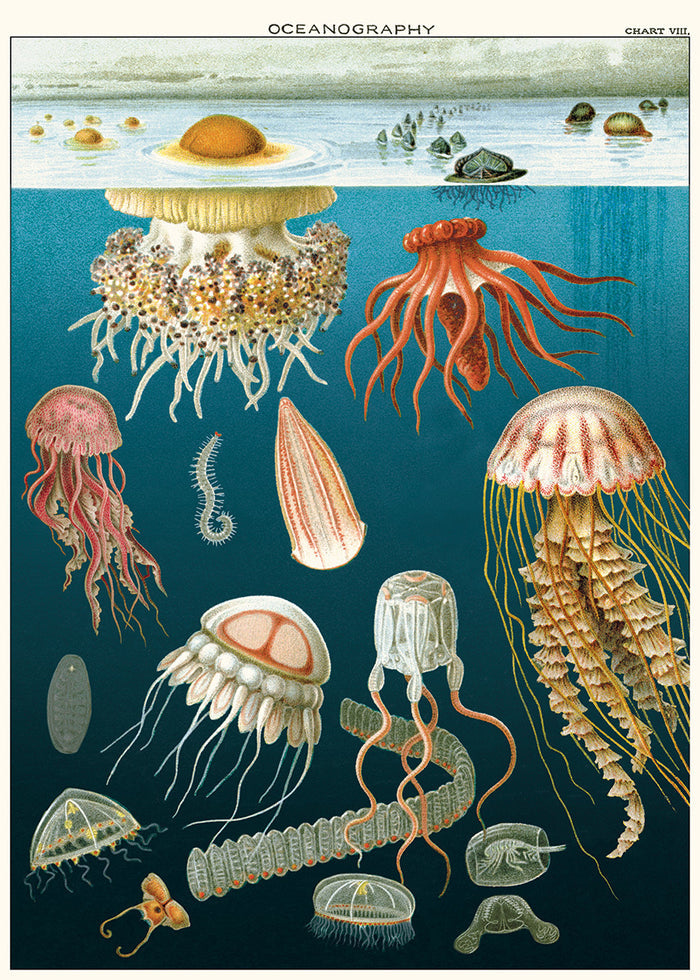 New for 2020- beautifully detailed scientific images of jellyfish that will compliment any room as a wall hanging.