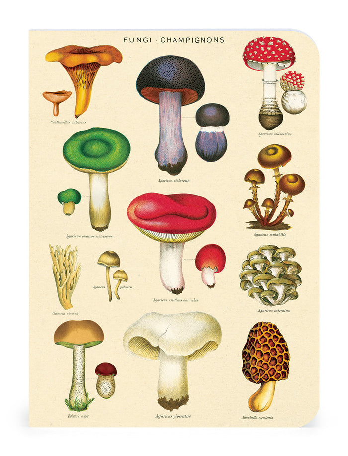 Each of the three notebooks follows a theme and is labeled- there is fungi, vegetables, and fruits.