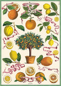Cavallini & Co. L'Orangerie Decorative Paper