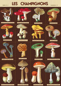 Cavallini & Co. Mushrooms No. 3 Decorative Paper