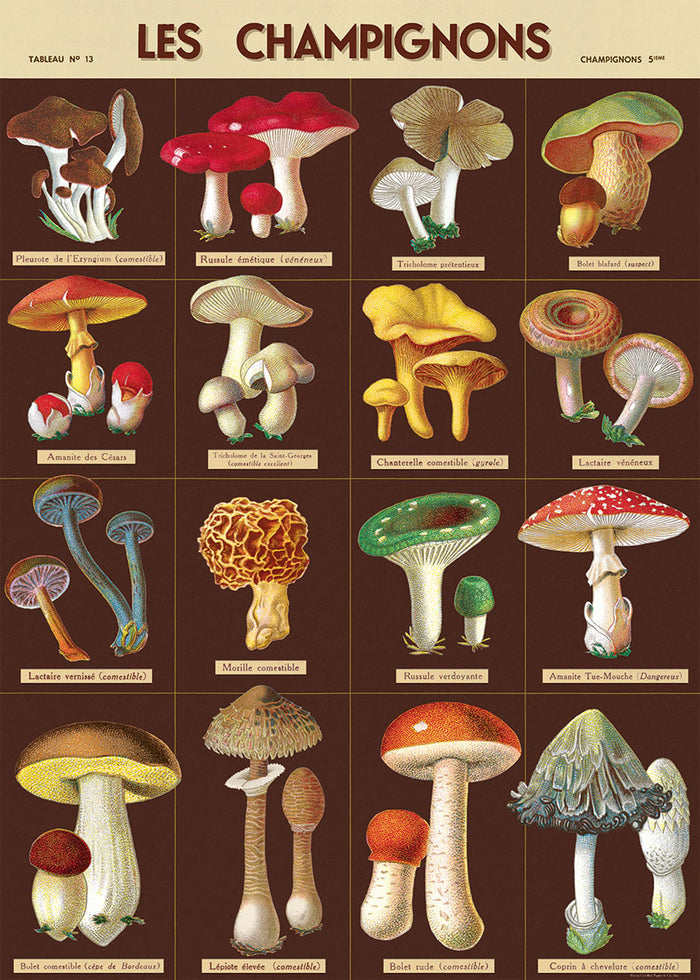 Cavallini & Co. Mushrooms No. 3 Decorative Paper