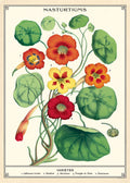 Cavallini & Co. Nasturtiums Decorative Paper