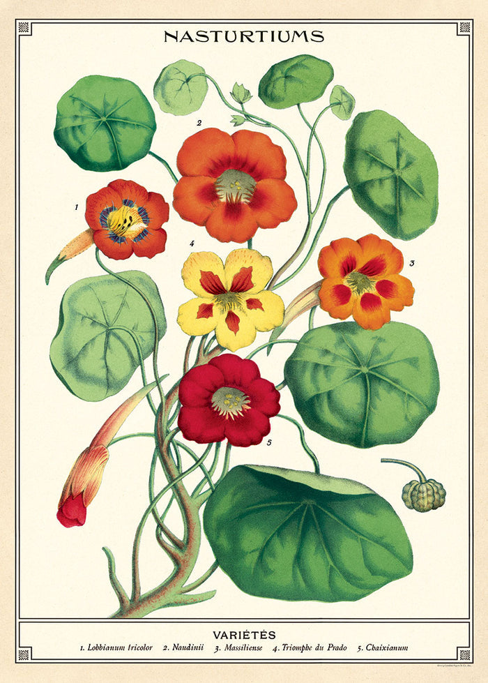 Cavallini & Co. Nasturtiums Decorative Paper