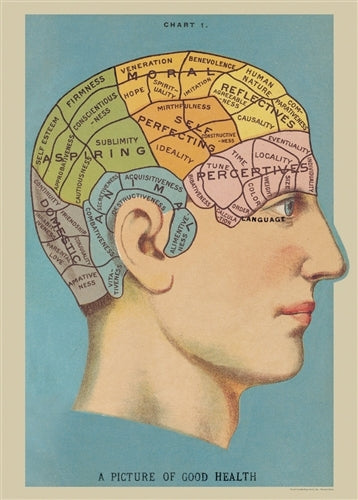 Cavallini & Co. Phrenology Decorative Paper