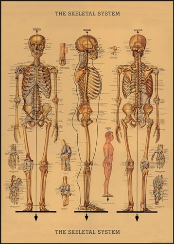 Cavallini Skeleton Decorative Wrap features a vintage medical chart.