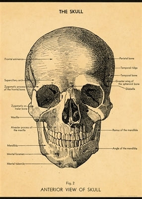 Cavallini & Co. Skull Decorative Paper