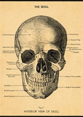 Cavallini & Co. Skull Decorative Paper