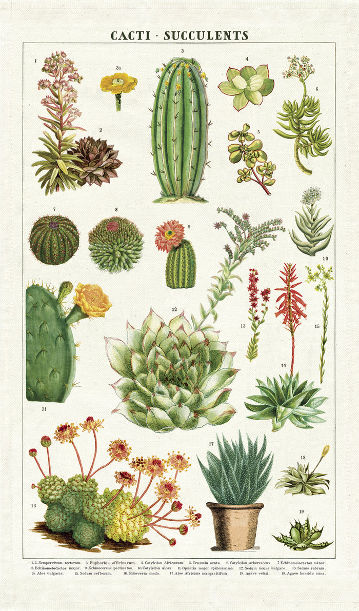 One of our favorite Cavallini tea towels so far! Succulents features beautiful vintage cacti and succulent images.
