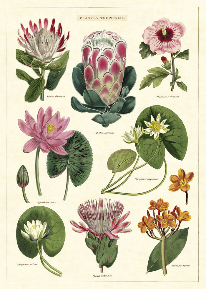 Plantes Tropicales- beautifully created botanical images of of tropical flowers and leaves. Cavallini & Co. Tropical Flowers decorative wrap will brighten any room.