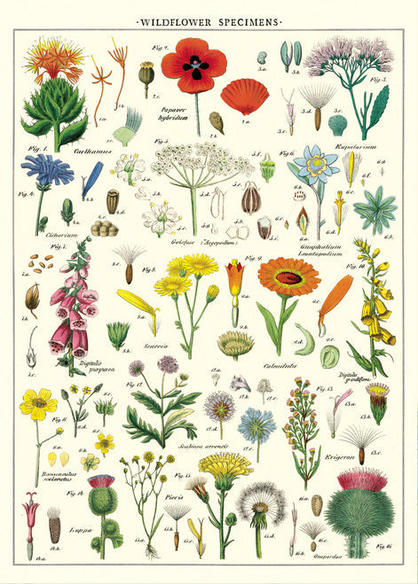 Cavallini & Co. Wildflowers Decorative Paper
