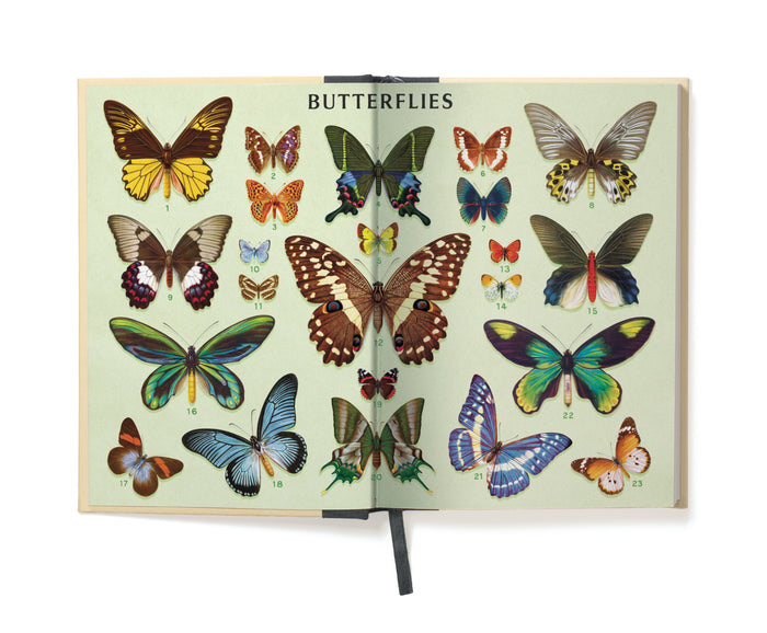Butterflies Window Journal-Open book with illustrations of butterflies inside front cover on a white background
