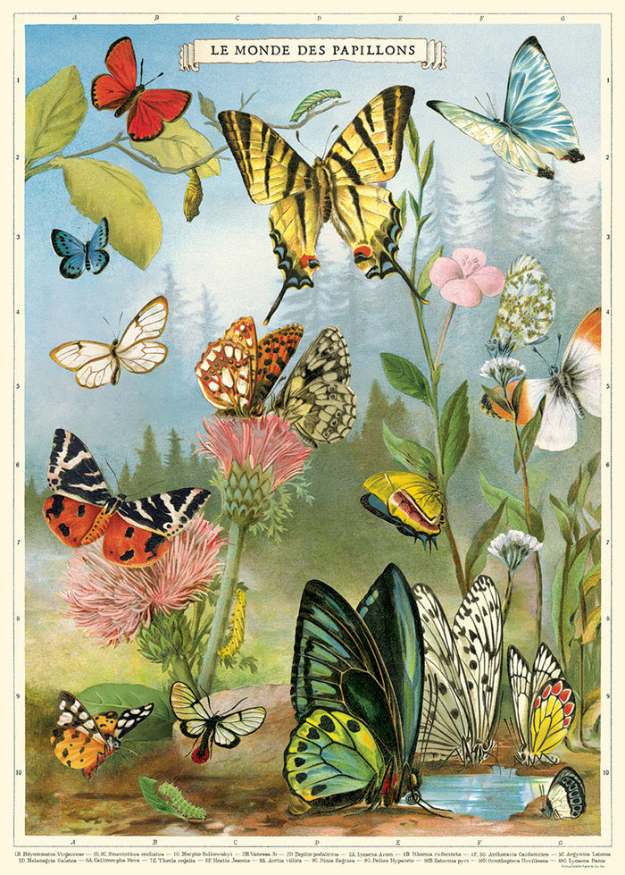 Cavallini & Co. World of Butterflies Decorative Paper