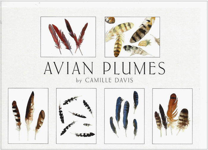 Crane Creek Graphics Avian Plumes notecard folio features delicate images by the artist Camille Davis. Feathers in the set include those of the cardinal, osprey, woodpecker, stellar's jay, red tailed hawk, and those from the nest of an owl.