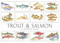 Crane Creek Graphics Trout & Salmon Notecard Folio- set of 12 cards and envelopes