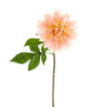 Dalia Stem