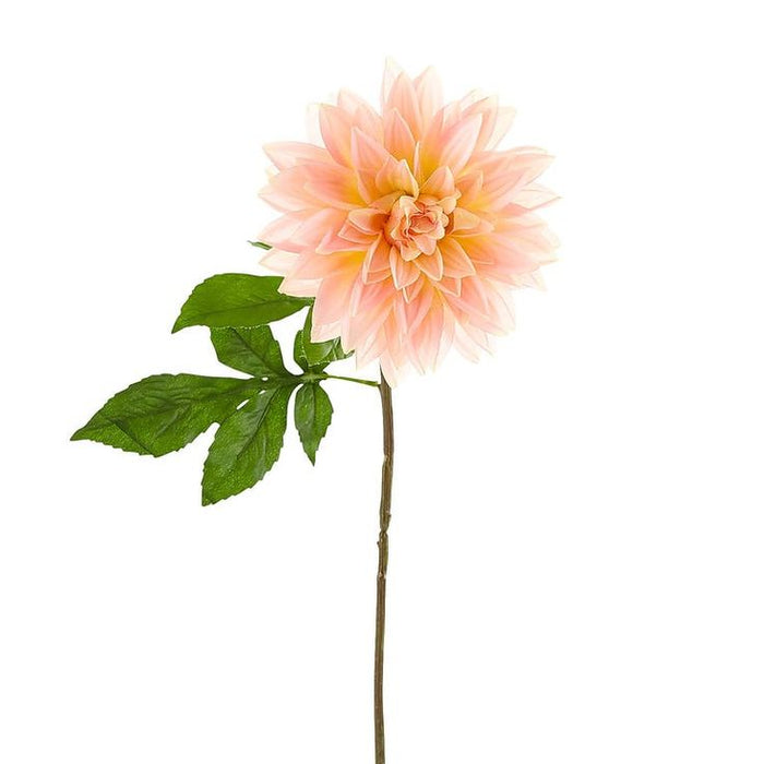 Dalia Stem
