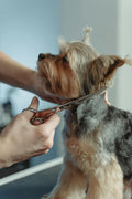 Dog Grooming Service